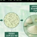 제이에스지 이미지