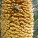 안좌면사무소 이미지