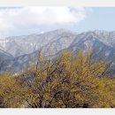 지리산산수유 이미지