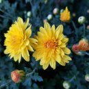 드림펜션 이미지