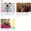 새하얗개 이미지