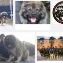 맥스켄넬 이미지