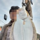 킹콩낚시 이미지