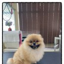 머즐(Muzzle) | 중이라며?!? 이렇게 귀염기 있기?? 없기?? [동탄 수원 오산 용인] 동탄애견미용, 동탄애견분양 _ 머즐