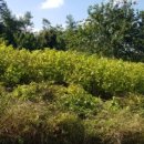 하얀배 민박 이미지