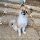 윤지애견 이미지