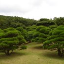 소나무정원 이미지