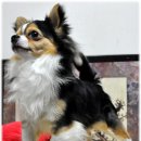 애견코리아 이미지