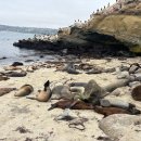 주식회사 콩스튜디오코리아 | 샌디에고 투어, LA 출발 샌디에이고 미서부 여행 코스 추천 (날씨, 옷차림 포함)