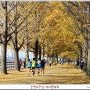 은행나무길 이미지