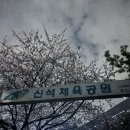 괴산군생활체육공원 | 인천 석남동 가좌동 벚꽃 신석체육공원 야간 구경 후기