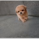 광주강아지분양 펫블리 애견 샵 이미지