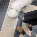 골든스타 이미지