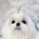 SHOWDOG