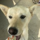 명랑도그 이미지