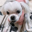 예쁨중DOG 이미지