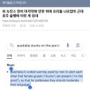 와 뉴진스 뮤비 마지막에 연못 위에 오리들 나오잖아 근데 호주 슬랭에 이런 게 있대 이미지