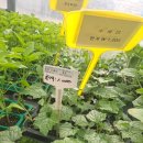 더팜코리아 이미지