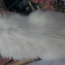 신탄진 동물병원 이미지