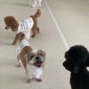 청주 애견유치원 꼬리흔들개Lucky 이미지