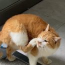 펫 아지트 이미지