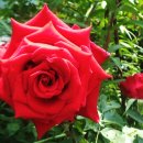 내마음의 정원 이미지