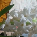 향기꽃방 이미지