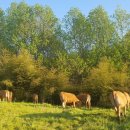 하나한우농장 이미지