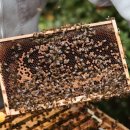 아영농장 이미지