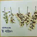 아카시아 잎과 꽃이 자라는 과정 관찰하기 🔍 이미지