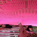 Pink House 이미지