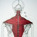 아이디얼 핏 이미지