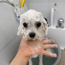복실이네애견미용실 | 명지애견미용실 오션시티애견미용실 명지애견미용실추천 명지애견미용잘하는곳 명지비숑전문