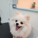 미소애견 미용실 이미지