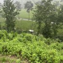 나인손세차 | 충주 올데이cc 마운틴코스 1부 여름라운딩 | 그늘집, 아침식사맛집 솔직후기