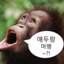 하루화