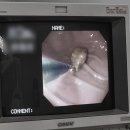 웰 동물병원 | 김제동물병원 웰 방문 후기, 강아지 자두 씨 삼켰을 때 대처법