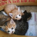 함께냥 전주점 | 유기묘입양후기) 길고양이였던 도도와 레레 동반입양 후기 2탄 (마당냥이로 남은 미미까지)