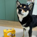 마스코타 펫 이미지