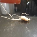 산달랭이