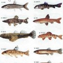 민물고기 종류 이미지
