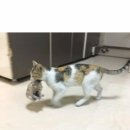 메이플동물병원 이미지