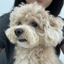 다소니펫살롱 이미지