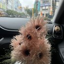결혼#06 촬영부케: 강릉 메이드인플라워 부케 내돈내산 후기 💐