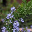 로즈마리 이미지