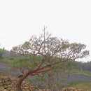 느티나무농장 이미지