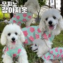 러브멍멍 | 예쁜 강아지옷 쇼핑은 모찌노 올인원 러브미 플리츠 착용후기