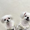 서현애견미용실 이미지