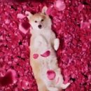 더 브리티쉬 이미지