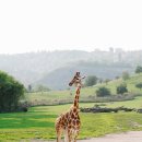 탑산스크린골프존 이미지